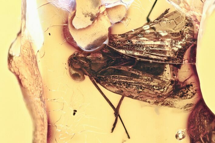 Detailed Fossil Planthopper (Fulgoroidea) In Baltic Amber #346390